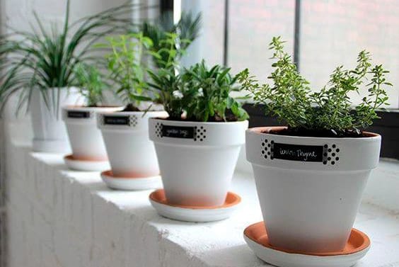 5 Dicas para cultivar uma bela hortinha em seu apartamento